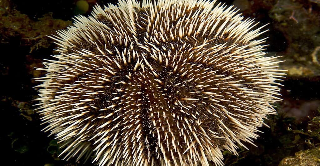 Les oursins présents sur nos côtes ne sont pas dangereux. En revanche, il n'est pas facile d'enlever leurs épines. Ici,<em> Tripneustes ventricosus</em>. © Nick Hobgood, <em>Wikimedia Commons</em>, CC by-sa 3.0