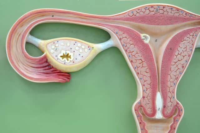 Les ovaires sont le lieu de production et de maturation des ovocytes. Ils sont sensibles à plusieurs hormones circulantes qui définissent l'état du cycle menstruel à partir de la puberté. La fertilité des femmes dépend d'un bon fonctionnement de tous ces composants. Le fait que cette jeune patiente ait atteint la puberté après autogreffe des tissus ovariens tend à montrer que l'activité des ovaires est normale, et qu'elle peut espérer avoir un jour des enfants. © Tinydevil, shutterstock.com