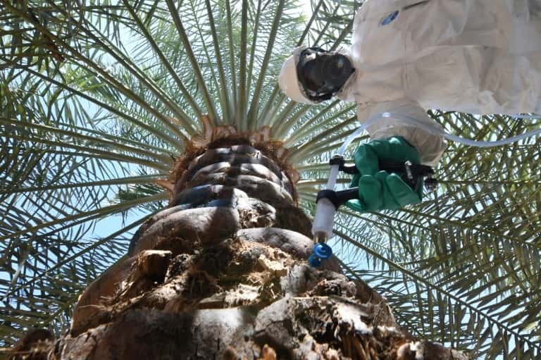 Un champ de palmiers dans l’oasis désertique d’Al-Ain, aux Émirats arabes unis, le 13 février 2020. Ici, un membre de l’équipe technique de l’Autorité d’agriculture et de sécurité alimentaire d’Abou Dhabi injecte un sérum dans un palmier pour lutter contre l’insecte charançon rouge. © Karim Sahib, AFP