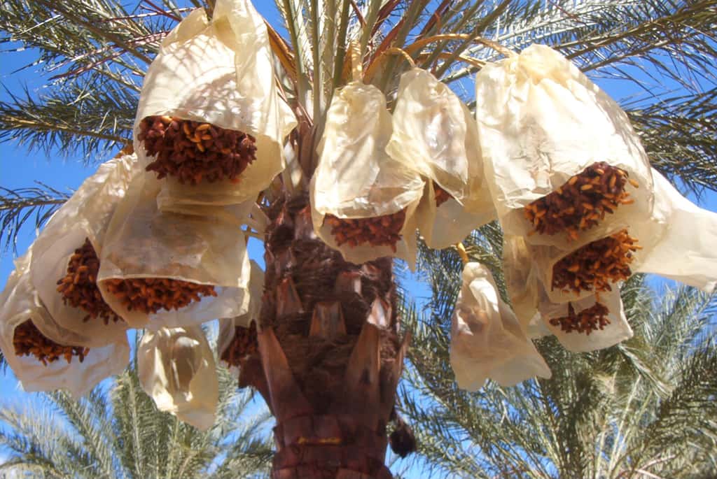 Les régimes de dattes bien emballés avant la cueillette, ici à Tolga, en Algérie. © Yelles, Wikimedia Commons, CC by-sa 3.0
