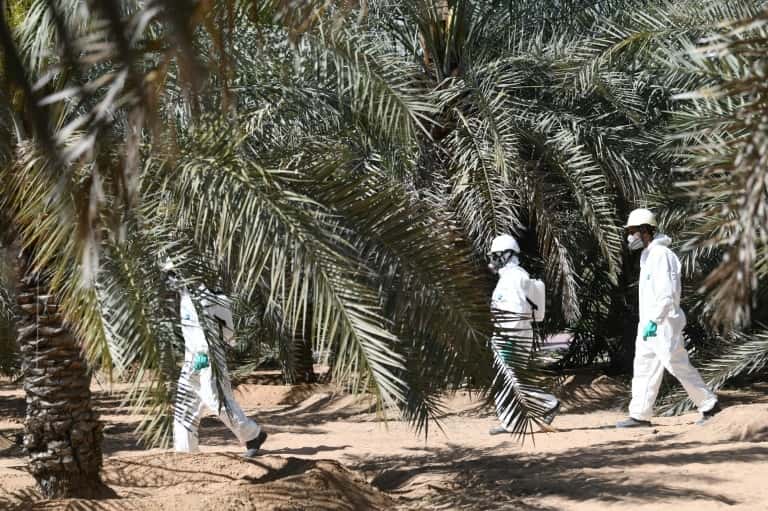 Une équipe technique de l’Autorité d’agriculture et de sécurité alimentaire d’Abou Dhabi, au milieu des palmiers dans un champ de l’oasis désertique d’Al-Aïn, aux Émirats arabes unis, le 13 février 2020. © Karim Sahib, AFP 