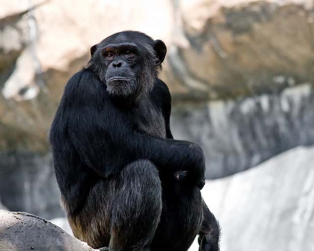 Les chimpanzés et les Hommes ont 98 % de leur génome en commun. &copy; Noldentity, Flickr, cc by nc nd 2.0