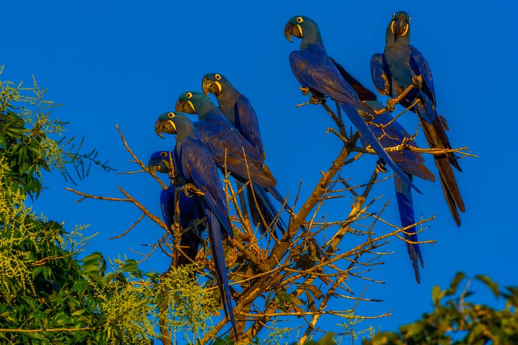 L'Ara bleu (<em>Anodorhynchus hyacinthinus</em>) est l’oiseau emblématique du Pantanal (Brésil). © Marcio Cabral, Tous droits réservés, Reproduction interdite