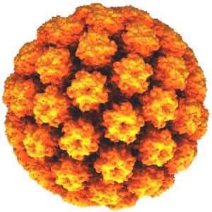 Le papillomavirus est un virus à ADN responsable des infections sexuellement transmissibles les plus fréquentes. Il peut passer inaperçu ou entraîner des infections génitales plus ou moins graves. © AJC1, Flickr, cc by nc 2.0