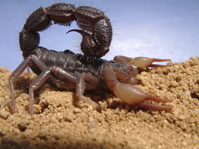 <em>Parabuthus transvaalicus</em> est un scorpion dangereux. © Alexander Tietz, Wikipédia, CC by-sa 2.0 