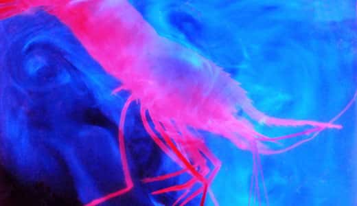 La crevette des grandes profondeurs Parapandalus sp. produit de la bioluminescence bleue en libérant des composés chimiques par la bouche. © Sönke Johnsen