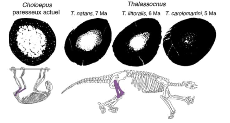 Cette image montre une comparaison de coupes transversales de fémur entre le paresseux actuel (<em>Choloepus</em>) et différentes espèces de <em>Thalassocnus.</em> L’os est représenté en noir et les cavités en blanc. © Coupes : Eli Amson, dessins : Malcolm T. Sanders