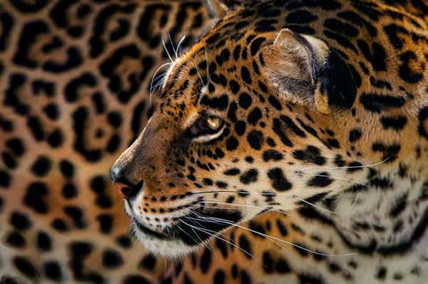 Il est le plus grand félin d’Amérique. Pourtant, le jaguar est aujourd’hui menacé. Par la dégradation de son environnement, notamment. Une dégradation qui le pousse de plus en plus à chasser le bétail. Provoquant la rage des éleveurs. Pour le sauver, il faudra donc aussi réussir à redorer son blason auprès des hommes qui le côtoient. © Pedro Jarque Krebs, tous droits réservés
