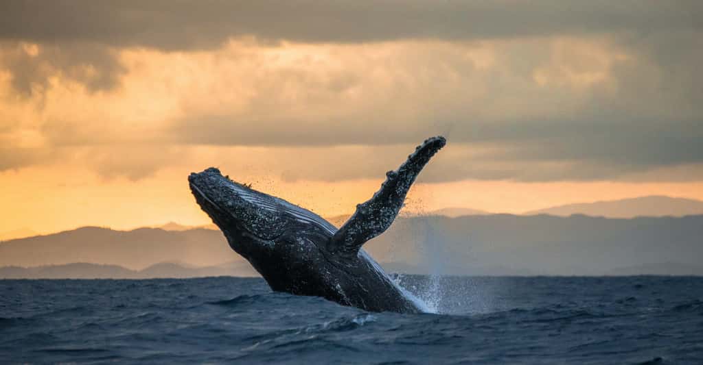 Une gigantesque baleine à bosse s'élance au-dessus des flots. © gudkovandrey, Adobe Stock