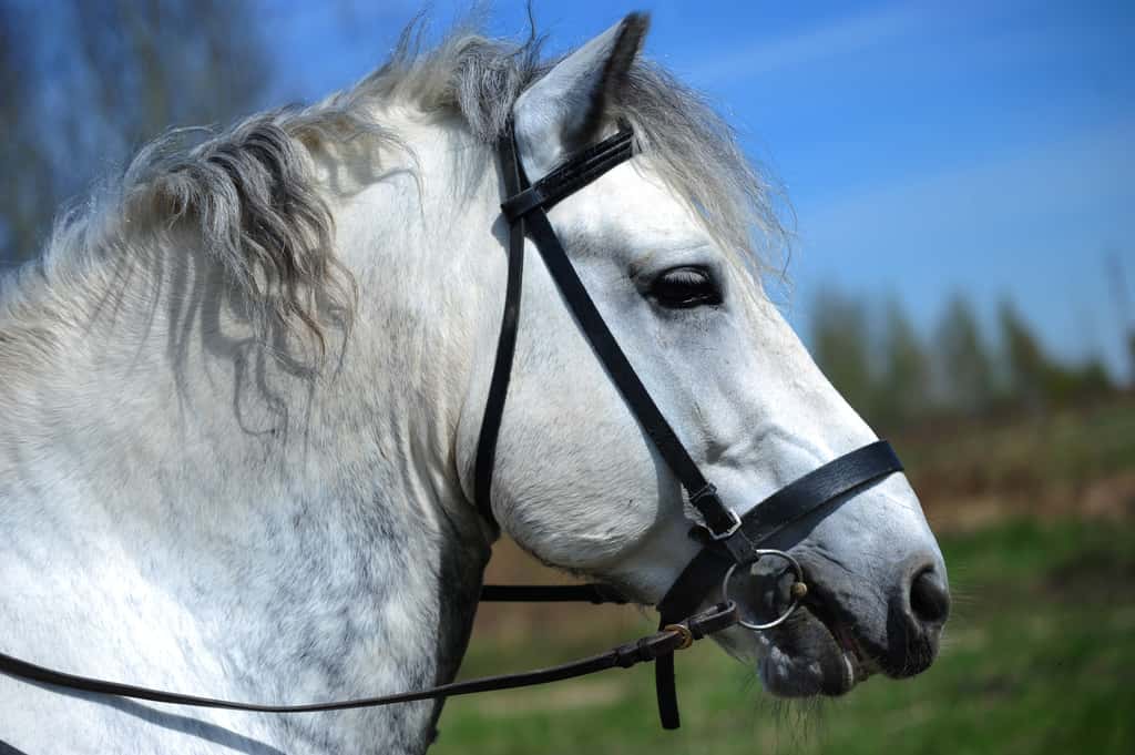 Le percheron est un cheval emblématique du Perche. © jennyrainbow, Fotolia