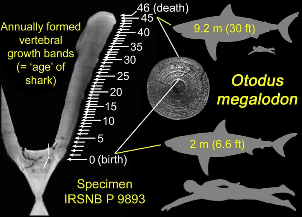 Des chercheurs du <em>Taylor and Francis Group</em> (Royaume-Uni) ont étudié les bandes de croissance dans une vertèbre de mégalodon. Voici ce qu’ils ont conclu de la taille de ce monstre des mers à sa naissance. © Kenshu Shimada, Université DePaul
