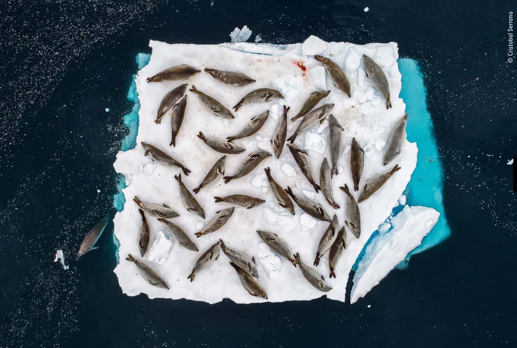 Une bande de phoques se prélasse après le déjeuner sur un petit morceau de banquise, au large de l’Antarctique. © Cristobal Serrano