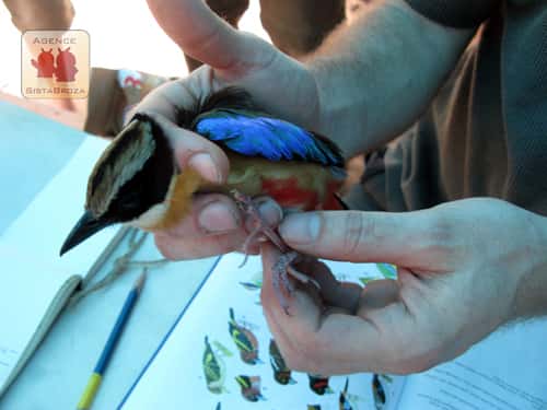 Des filets suspendus ont été placés afin de collecter des oiseaux pour en réaliser des mesures et identifications. Ils ont ensuite été relâchés. © Johann Haug/SBP