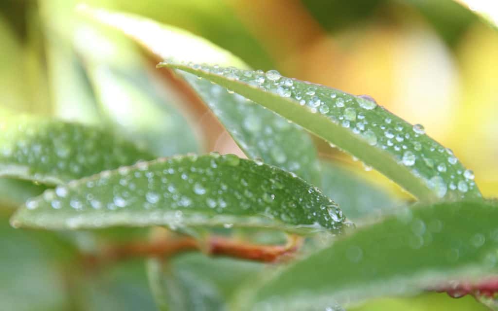  Via la photosynthèse, les plantes participent activement à la captation du CO<sub>2</sub> émis par les activités humaines. Une capacité qui pourrait pourtant pâtir du réchauffement climatique. © Pop H, Flickr, CC by-nd 2.0