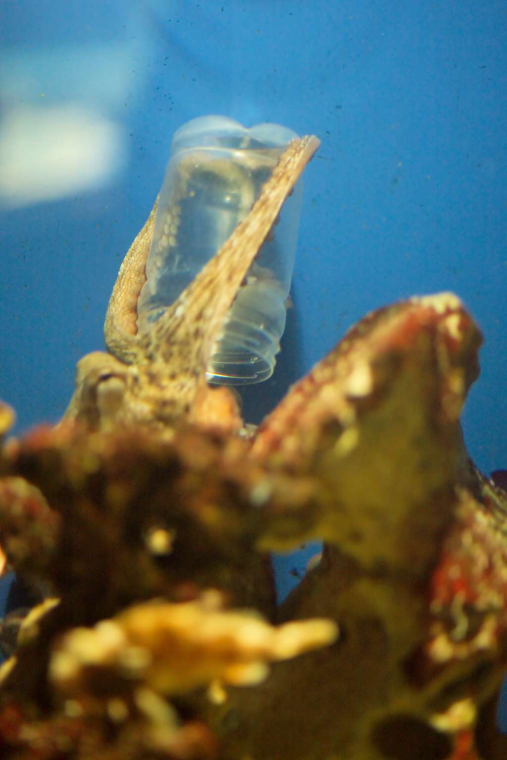 Cette pieuvre parvient à dévisser le couvercle d’un bocal. © MatthiasKrabel, Wikipedia, CC by 2.5