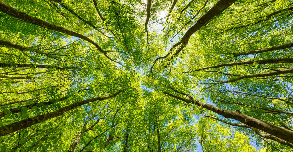 Les chercheurs de l’université d’Australie-Occidentale travaillent déjà à trouver de meilleures façons d’utiliser l’énergie de la respiration afin de rediriger le carbone vers la biomasse sans limiter la capacité d’une plante à se développer et à se protéger des agents pathogènes ou des environnements difficiles. © prosign, Adobe Stock