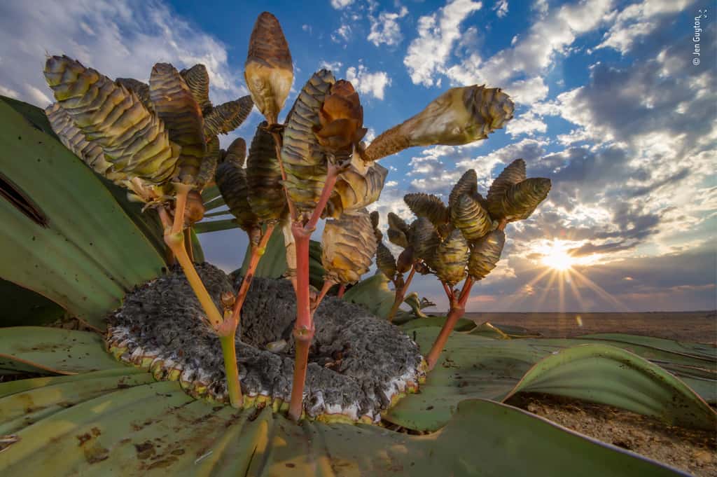 <em>Welwitschia mirabilis</em>, une plante rare pouvant vivre plus de 1.000 ans. © Jen Guyton