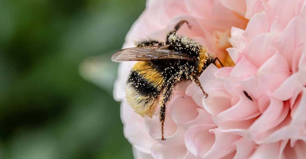 Pour se reproduire, les plantes ont besoin d’insectes pollinisateurs qui eux-mêmes ont besoin des plantes pour se nourrir. Une interdépendance qui les rend plus sensibles que prévu aux effets du changement climatique. © Myriams-Fotos, Pixabay License