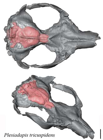 Reconstruction 3D in situ du moulage endocrânien de <em>Plesiadapis tricuspidens</em>. © Maëva Orliac, CNRS, Institut des sciences de l’évolution de Montpellier (Isem)