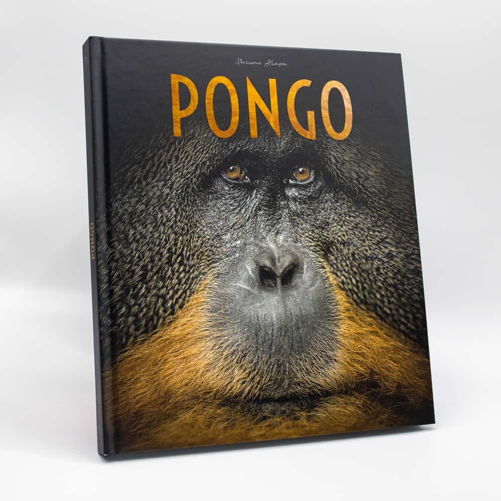 <em>Pongo</em> pour découvrir le monde fascinant de l'ourang-outan. © Maxime Aliaga