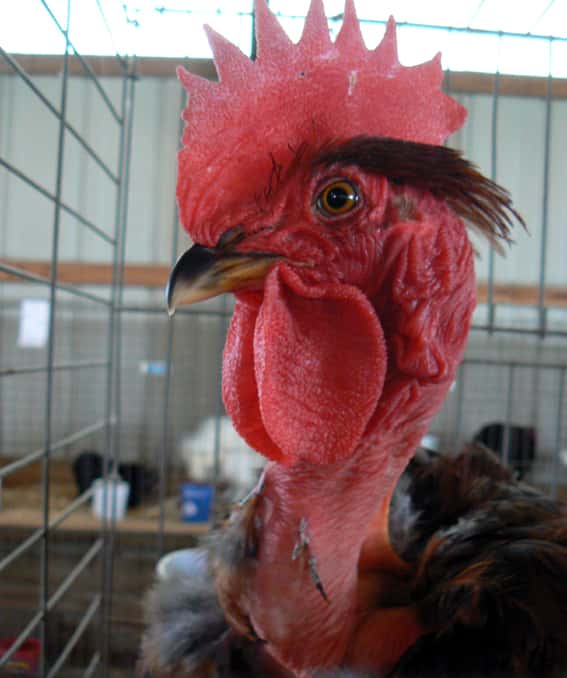 Pour éviter la question du traitement des plumes, des sélectionneurs ont réussi à produire des poulets nus, autrement dit sans plumes, une solution peu populaire. © Benny Mazur, Wikimedia Commons, cc by sa 2.0