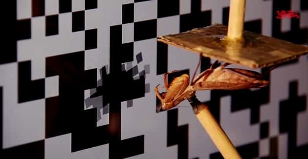 Pour mener leur étude sur la vision 3D de la mante religieuse, les chercheurs de l’université de Newcastle au Royaume-Uni ont imaginé des tests qui cherchent à tromper sa perception de la profondeur de champ. Des images 3D simulent des objets s’approchant de l’insecte afin de déclencher chez lui un geste d’attaque. La mante est filmée grâce à deux caméras et ses réactions électrophysiologiques enregistrées par des électrodes. © <em>Institute of Neuroscience</em>, université de Newcastle