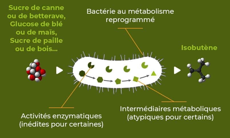 Global Bioenergies a modifié la génétique de bactéries pour les mener à produire de l’isobutène. © Global Bioenergies