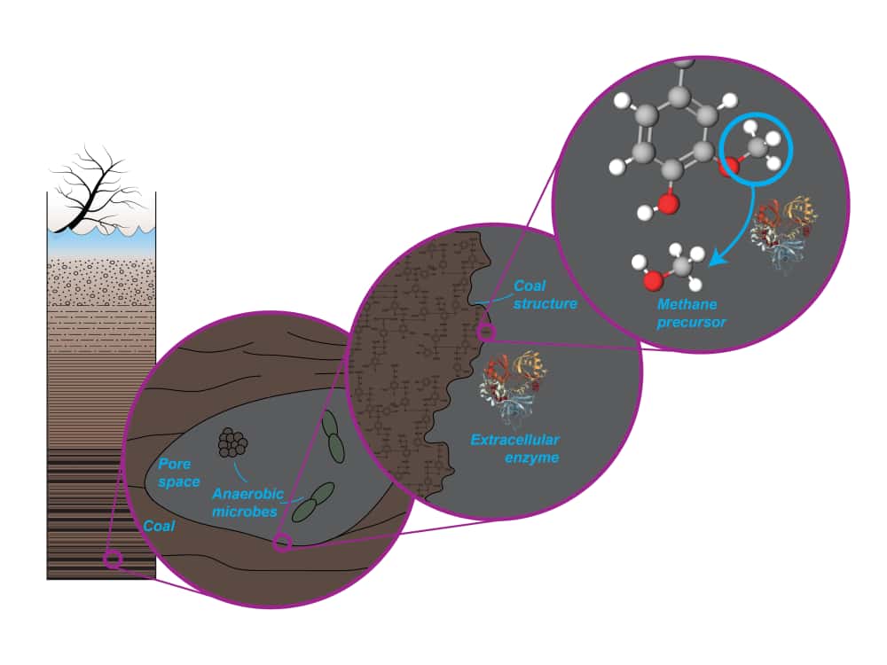 Dans les espaces interstitiels entre les charbons vivent des microbes anaérobies. Les enzymes qu’ils excrètent sur la structure du charbon brisent les liaisons formées par les groupes méthoxyles pour produire des précurseurs du méthane. © Max Lloyd, Penn State