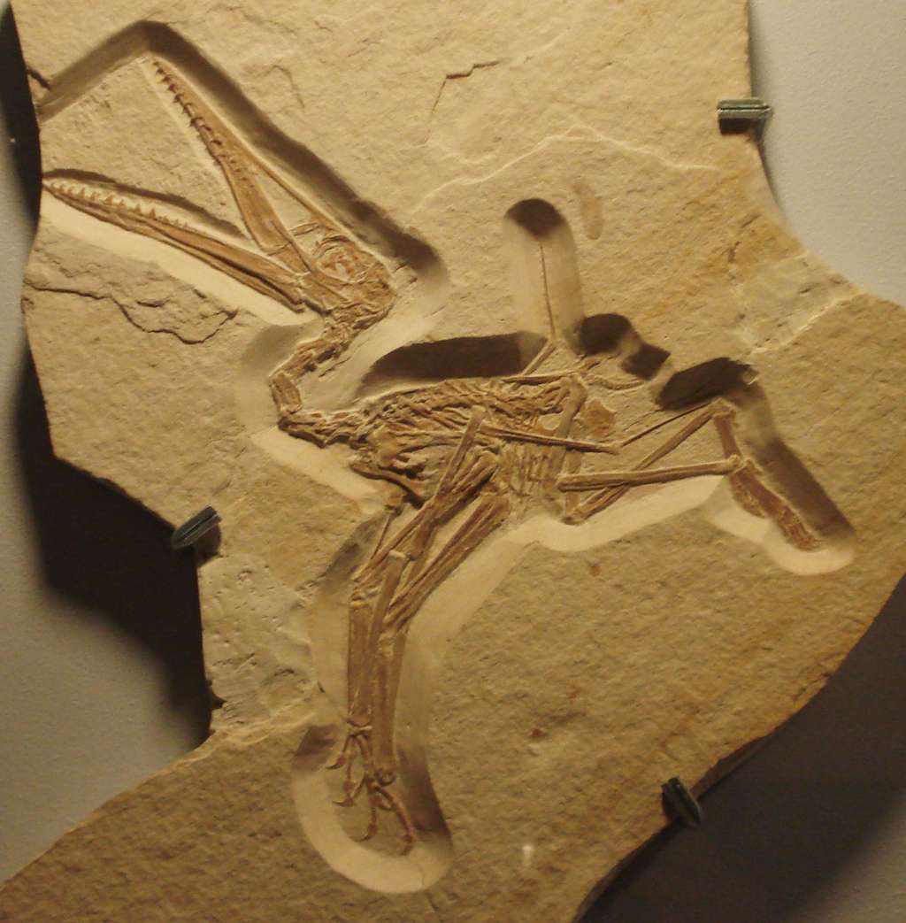 Selon les chercheurs de l’université de Leicester (Royaume-Uni), la capacité des ptérodactyles à voler dès leur sortie de l’œuf pourrait expliquer la grande taille de leurs ailes. © Ghedoghedo, Wikipedia, CC by-sa 3.0