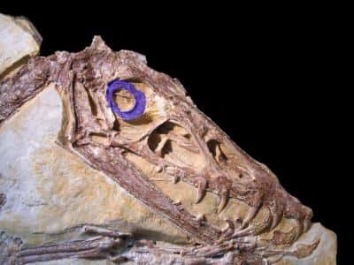 Les ptérosaures (comme ici Scaphognathus crassirostris) possédaient un anneau sclérotique (en violet) dont la taille suggère qu'ils étaient actifs pendant la journée. © Lars Schmitz, UC Davis