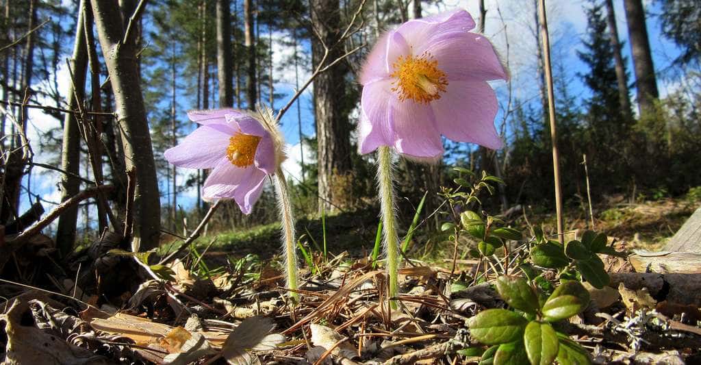 L'edelweiss n'est pas la seule plante caractéristique des montagnes. Ici, l'anémone de printemps, ou pulsatille de printemps (<em>Pulsatilla vernalis</em>). © Palaluuseri, CC by-sa 4.0