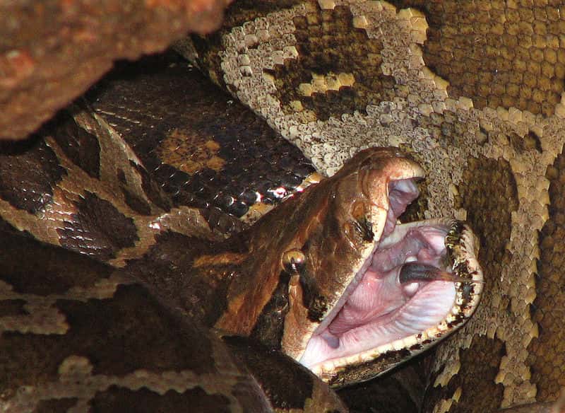Lorsque le python birman se nourrit, il n'hésite pas à s'attaquer à des proies à sa taille, qu'il avale entières, la tête la première. Pour réussir une telle performance, son corps s'adapte, grâce à un très fort changement dans l'expression des gènes. © Karunakar Rayker, Wikipédia, cc by sa 2.0