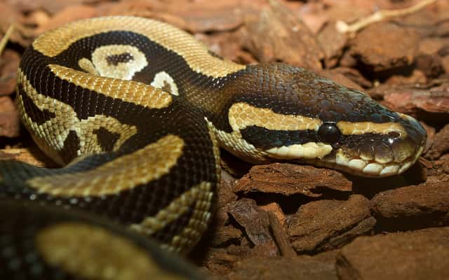 Le python royal, qui se roule en boule lorsqu'il se sent menacé, entend grâce à son crâne. &copy; Brian Gratwicke, Flickr, cc by 2.0