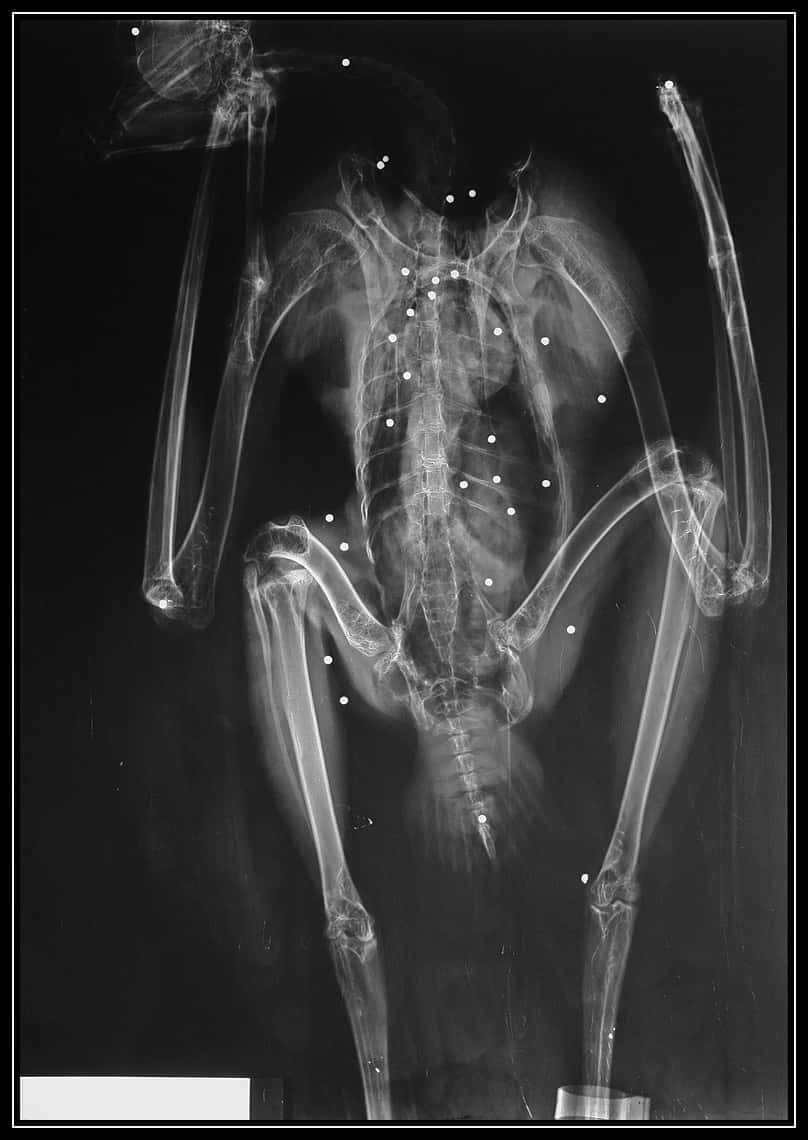 Radiographie d'un aigle de Bonelli plombé en 2009 à Saint-Martin-de-Crau. © Franck Dhermain 
