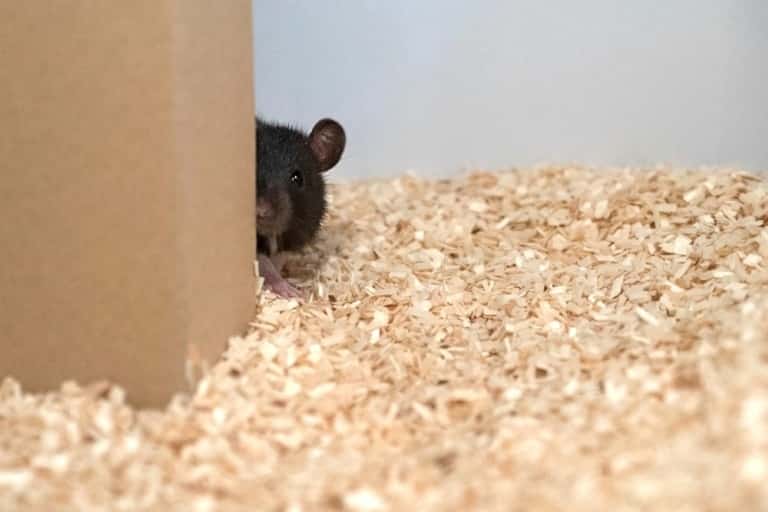 La prochaine fois que vous tomberez sur un rat chez vous, dites-vous qu'il veut peut-être simplement jouer à cache-cache. © HO, Reinhold, Sanguinetti-Scheck, Hartmann & Brecht, AFP