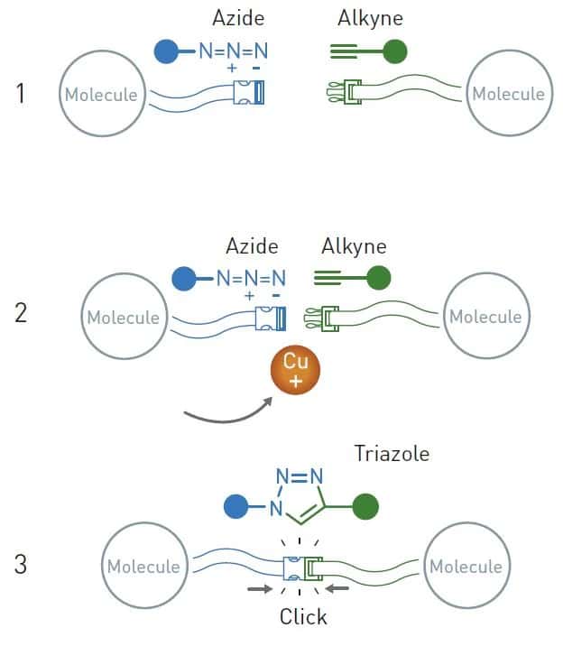Une manière de visualiser comment les molécules peuvent se <em>« clipser »</em>. © <em>Nobel Prize</em>