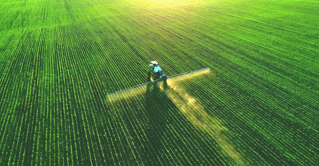 L'agriculture intensive fait disparaître une partie de l'ombre nécessaire aux insectes pour supporter le soleil et la chaleur. © Mose Schneider, Adobe Stock