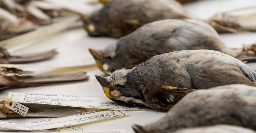  Des chercheurs de l’université du Michigan (États-Unis) ont scrupuleusement mesuré, pendant près de 40 ans, la taille d’oiseaux morts après s’être heurtés à des buildings à Chicago. © Roger Hart, <em>University of Michigan Photography</em>