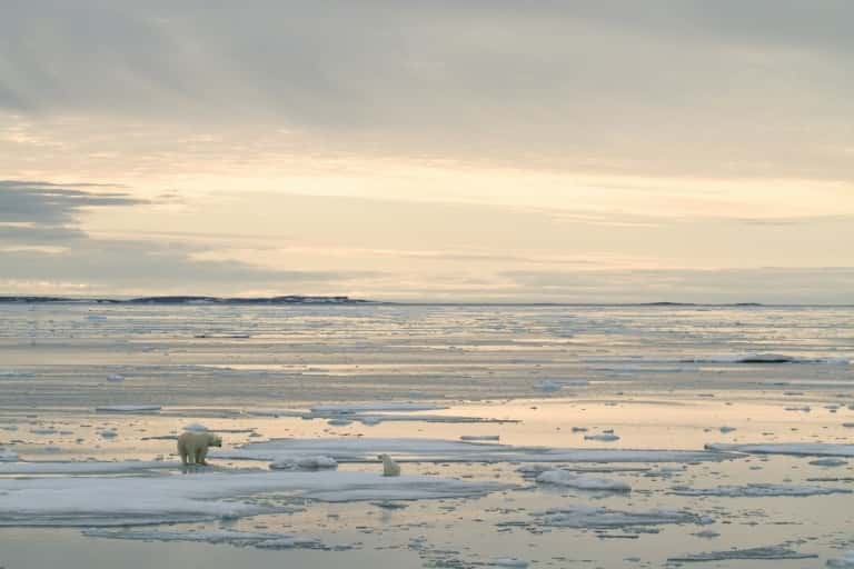 Photo transmise 17 juillet 2020 par <em>Polar Bears International </em>d'un ours polaire et de son ourson photographiés en 2012 près de l'archipel de Svalbard (Norvège). © Kt Miller, Polar Bears International, AFP, Archives 