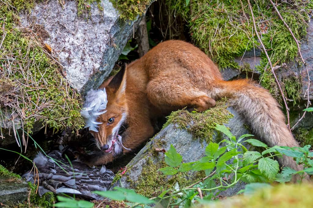 « Le renard qui a attrapé l’oie. » © Liina Heikkinen, <em>Wildlife Photographer of the Year 2020</em>