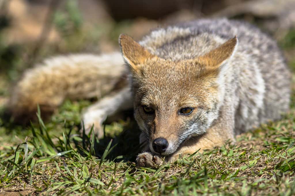 L’animal hybride chien-renard découvert au Brésil a indéniablement quelque chose de sa mère, un renard de la pampa. © Luciano Queiroz, Adobe Stock