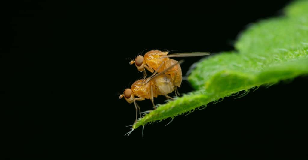 Des chercheurs de l’université de Cambridge (Royaume-Uni) ont génétiquement modifié des mouches pour qu’elles puissent ensuite se reproduire… entre femelles ! © RealityImages, Adobe Stock
