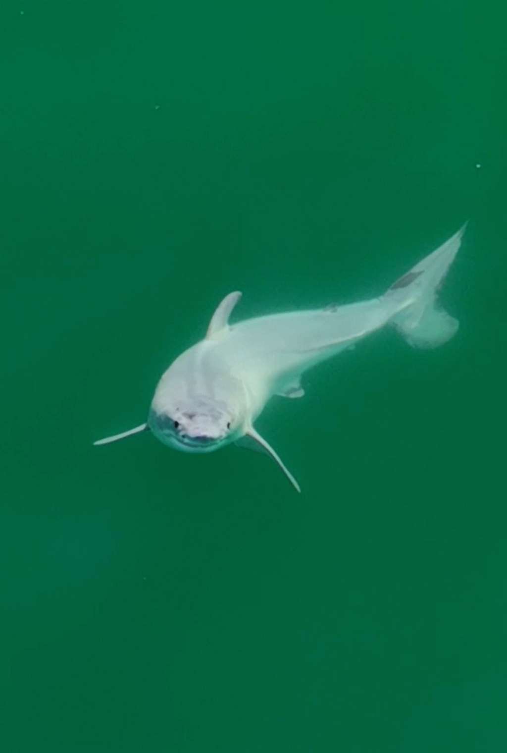 Le requin blanc nouveau-né vu de face. © Carlos Gauna, The Malibu Artist, Université de Californie