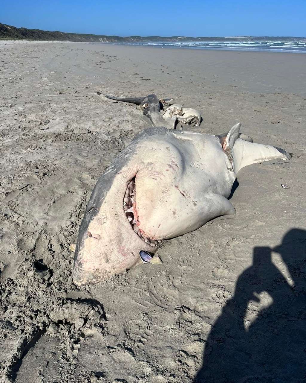 Le grand requin blanc tel qu'il a été retrouvé sur une plage en Australie en octobre dernier. © Portland Bait and Tackle, Ben Johnstone, Facebook