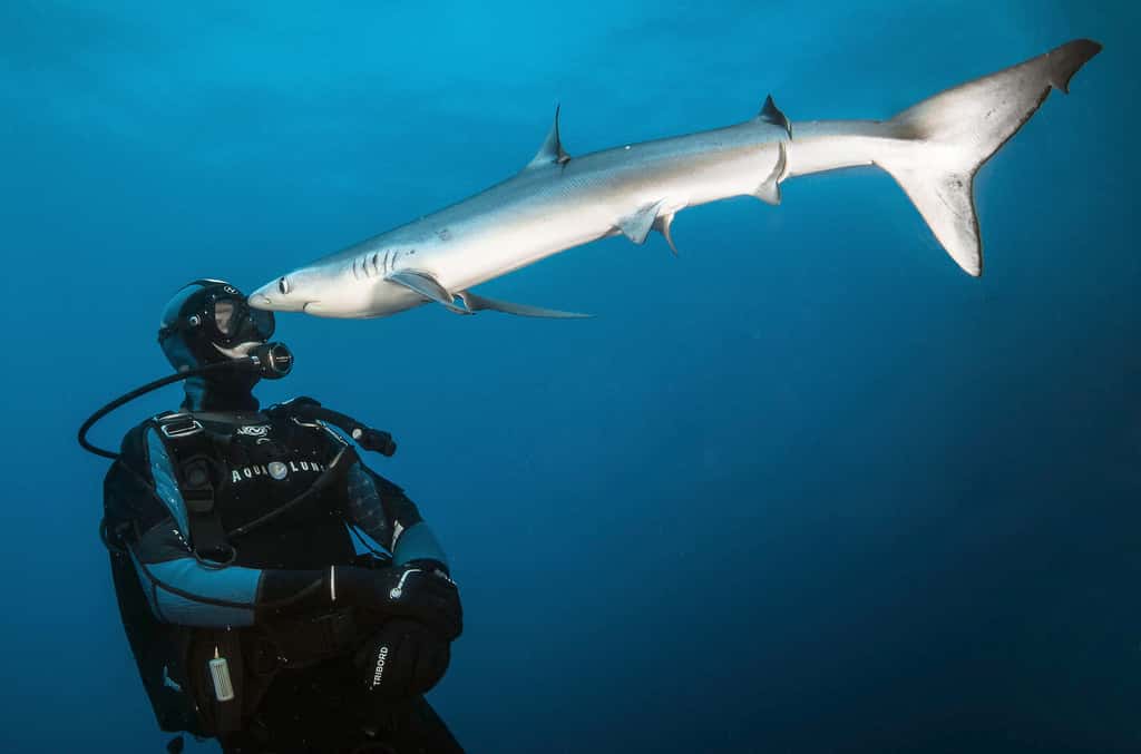 Les requins-bleus (<em>Prionace glauca</em>), aussi connus sous le nom de peau bleu, faisaient partie des espèces de requins les plus communes de la haute-mer dans les années 70. Décimés par la pêche industrielle, très peu d’endroits offrent aujourd’hui la possibilité de les observer comme ici au large du Cap de Bonne Espérance en Afrique du Sud. C’est une espèce curieuse qui n’hésite pas à venir jusqu’au contact. © Greg Lecoeur, Tous droits réservés