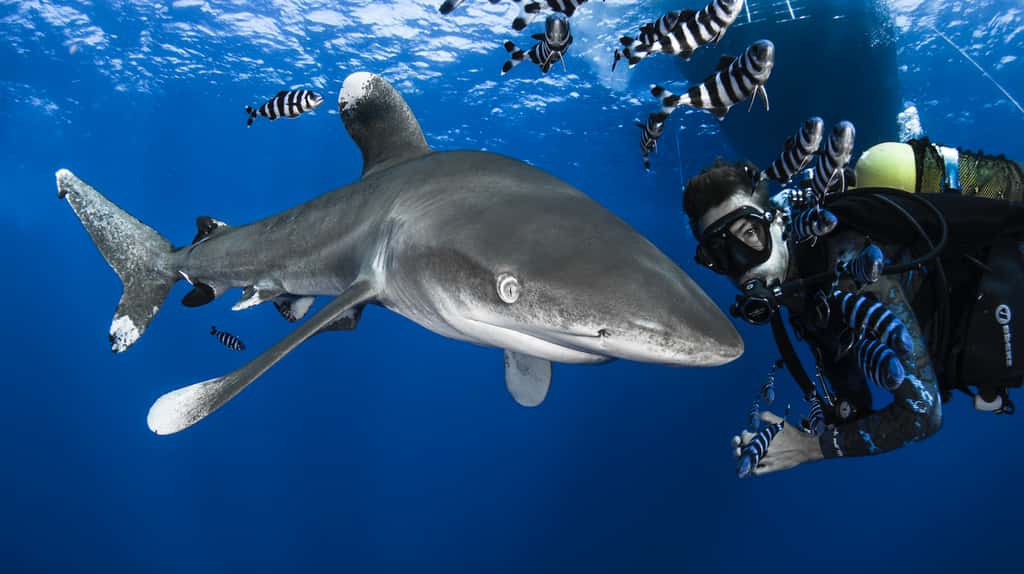Les requins-océaniques (<em>Carcharhinus longimanus</em>) sont les requins avec lesquels Steven a le plus plongé. Autrefois très répandus dans toutes les mers du monde, ils sont aujourd’hui en danger critique d’extinction. Ils ont la mauvaise réputation d’être connus comme <em>« le requin des naufragés »</em>, ils sont curieux et redoutés par bon nombre de plongeurs. Le meilleur endroit au monde pour les observer est en Égypte, sur les îles Brothers. © Greg Lecoeur, Tous droits réservés