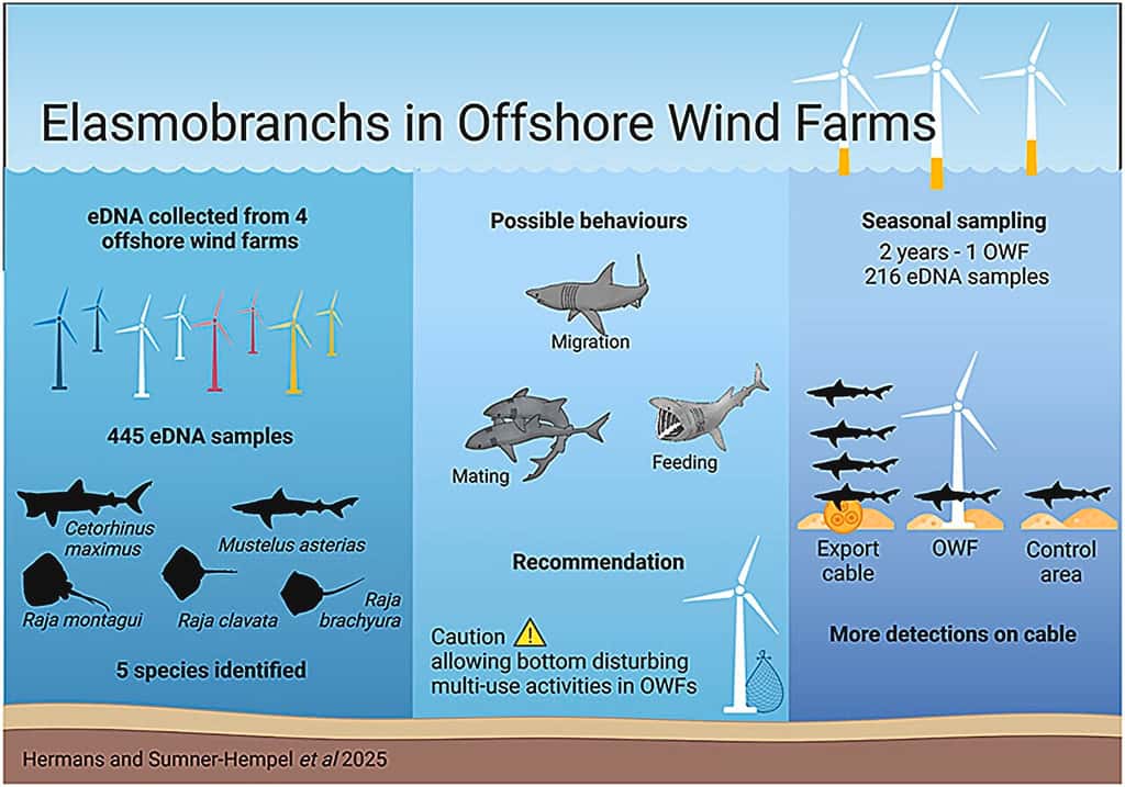 Des chercheurs de l’université de Wageningen (Pays-Bas) ont identifié l’ADN de cinq espèces de requins et de raies autour de quatre parcs éoliens en mer. Des ADN qui montrent que ces animaux ne font pas que passer par là lors de leurs migrations, mais s’y reproduisent et s’y nourrissent également. © Hermans and Sumner-Hempel et <em>al.</em>, Ocean & Coastal Management