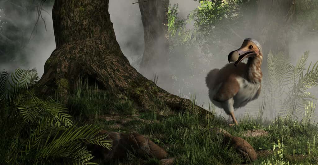 Le dodo a disparu de la surface de notre Terre il y a plusieurs siècles. Une start-up espère aujourd’hui réussir à le ressusciter. © Daniel Eskridge, Adobe Stock