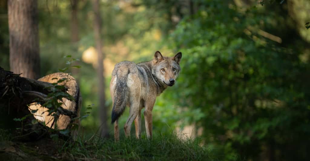 Le loup est parmi ceux qui retrouvent leur place en Europe. © Dennis, Adobe Stock