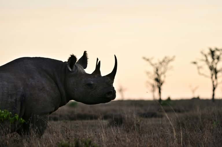 Un rhinocéros noir à ol-Pejeta, sur le plateau de Laikipia, au Kenya, le 28 mai 2019. © Tony Karumba AFP, Archives 